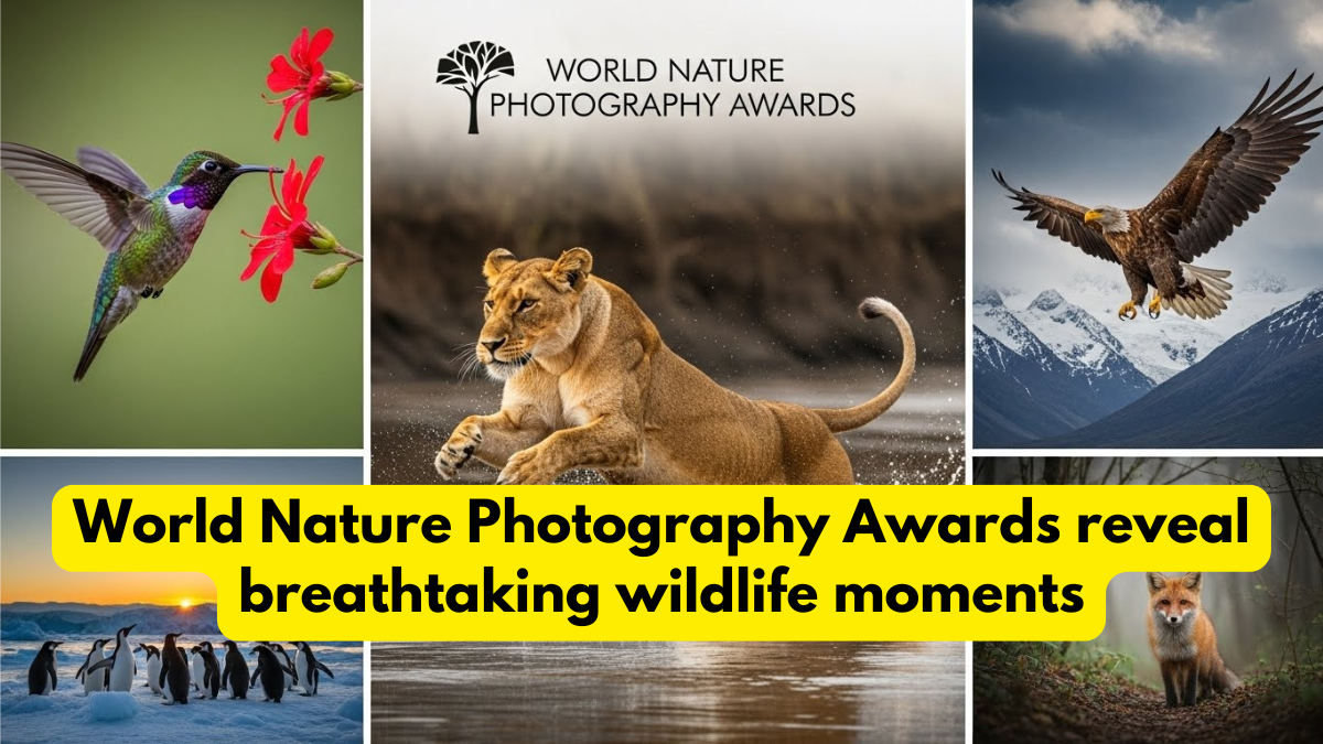 World Nature Photography Awards reveal breathtaking wildlife moments